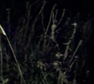 Withering - Emily Esdale - Video Still - Nua Collective