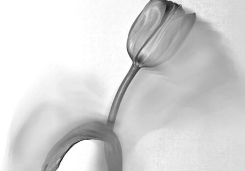 Throughout art history tulips have used to show the transient nature of life. Here I will try to show this through the movement and shadows