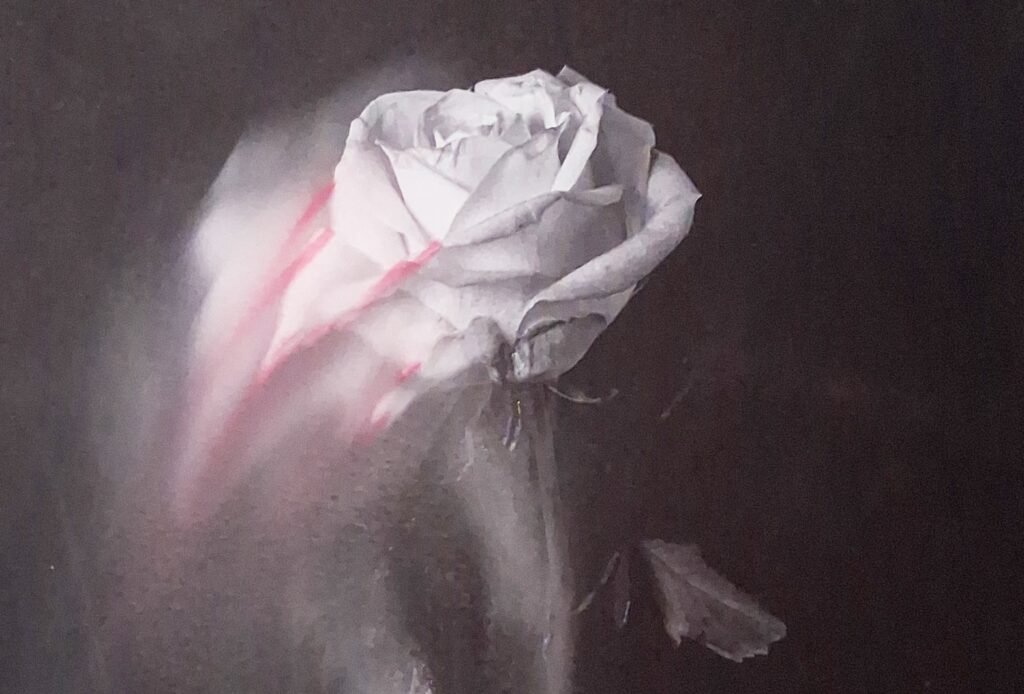 A reflection on fragility, grief and transformation through a mixed-media study of a single flower suspended in darkness.