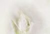 Earth Study I, a pale abstract digital painting with soft green and earth-toned marks inspired by white flowers.