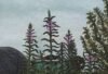 Pink fireweed flowers rise above dense green foliage beneath a pale blue sky.