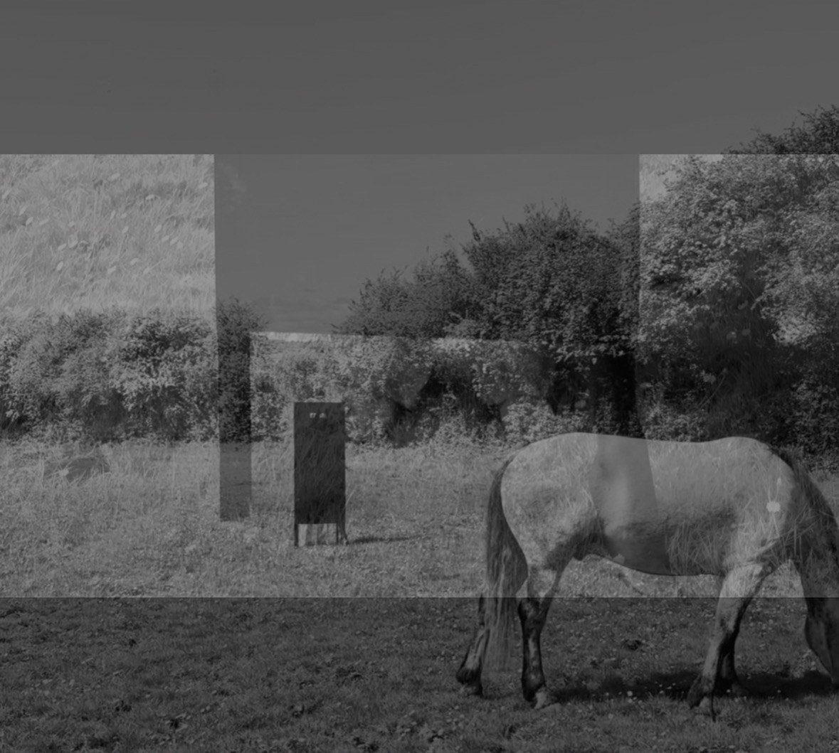 A horse in a field overlaid with fragmented monochrome landscape imagery.